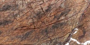 forest_brown forest_brown